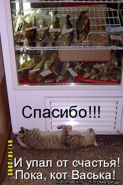 Спасибо!!! И упал от счастья! Пока, кот Васька!... Котоматрица: Спасибо!!! И упал от счастья! Пока, кот Васька!