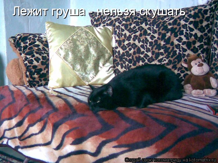 Лежит груша - нельзя скушать... Котоматрица: Лежит груша - нельзя скушать