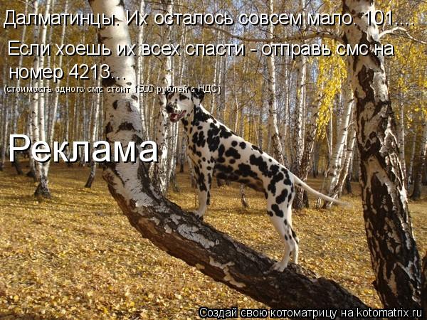 Далматинцы. Их осталось совсем мало. 101.... Если хоешь их всех спасти - отправь смс на номер 4213..... Котоматрица: Далматинцы. Их осталось совсем мало. 101.... Если хоешь их всех спасти - отправь смс на номер 4213... (стоимость одного смс стоит 1500 рублей с НДС)