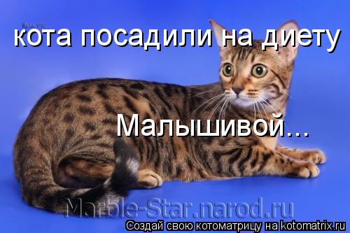 Котоматрица: кота посадили на диету Малышивой...