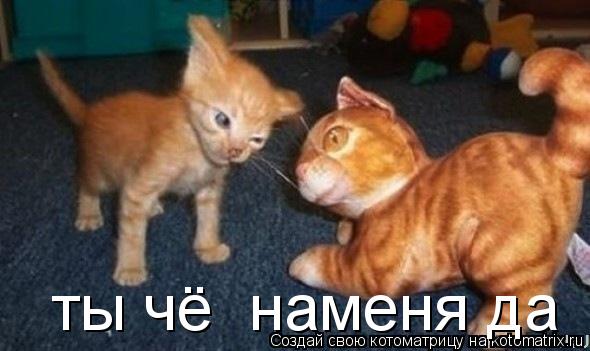 ты чё наменя да... Котоматрица: ты чё наменя да