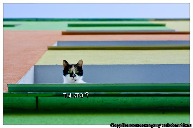 ты кто ? ты кто ?... Котоматрица: ты кто ? ты кто ?