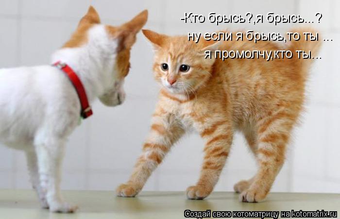 -Кто брысь?,я брысь...? ну если я брысь,то ты ... я промолчу,кто ты...... Котоматрица: -Кто брысь?,я брысь...? ну если я брысь,то ты ... я промолчу,кто ты...