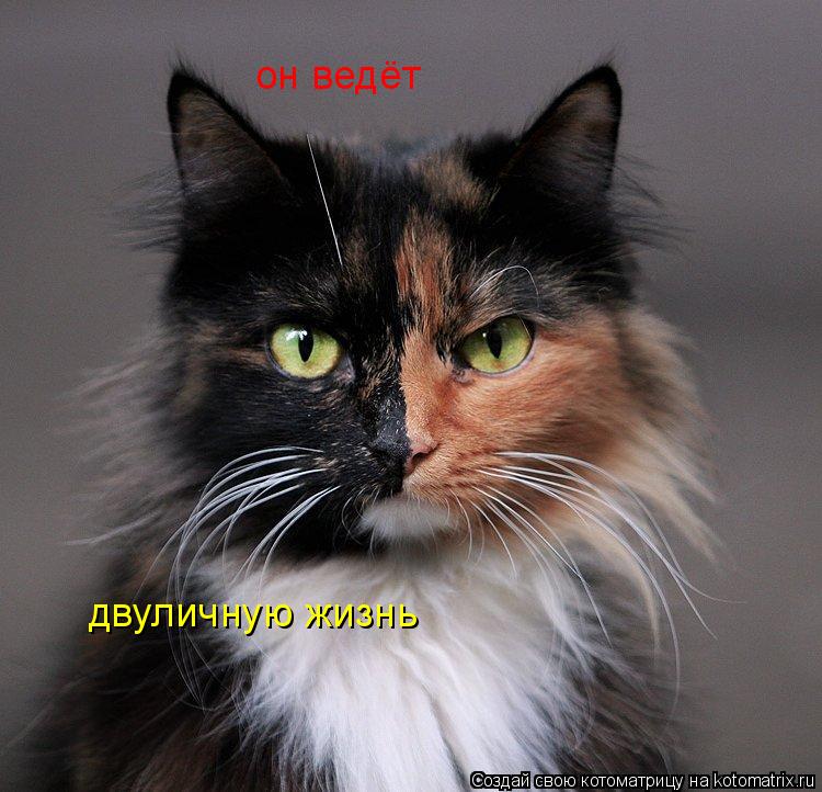 он ведёт двуличную жизнь... Котоматрица: он ведёт двуличную жизнь