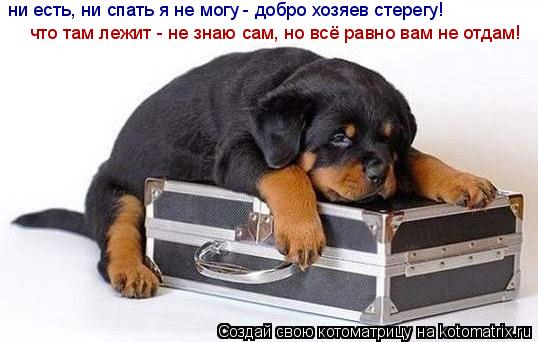 ни есть, ни спать я не могу - добро хозяев стерегу! что там лежит - не знаю сам, но всё равно вам не ... Котоматрица: ни есть, ни спать я не могу - добро хозяев стерегу! что там лежит - не знаю сам, но всё равно вам не отдам!