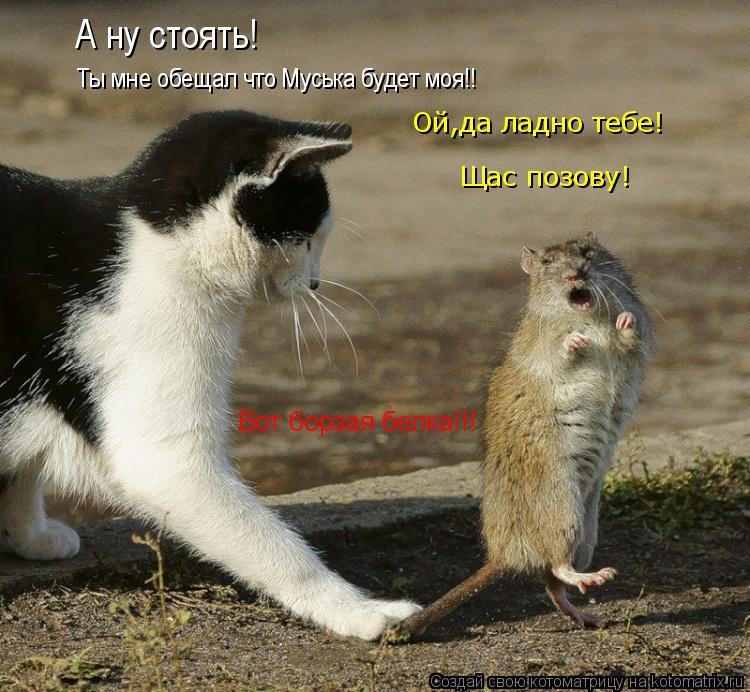 А ну стоять! Ты мне обещал что Муська будет моя!! Ой,да ладно тебе! Щас позову! Вот борзая белка!!!... Котоматрица: А ну стоять! Ты мне обещал что Муська будет моя!! Ой,да ладно тебе! Щас позову! Вот борзая белка!!!