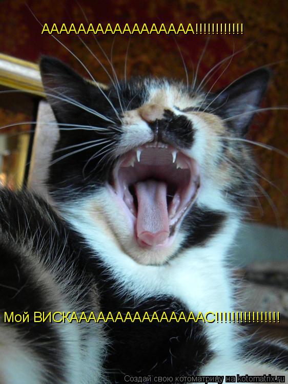 ААААААААААААААААА!!!!!!!!!!!! Мой ВИСКАААААААААААААААС!!!!!!!!!!!!!!!!... Котоматрица: ААААААААААААААААА!!!!!!!!!!!! Мой ВИСКАААААААААААААААС!!!!!!!!!!!!!!!!