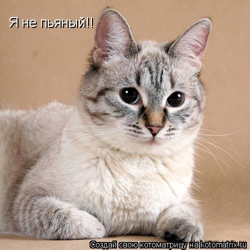 Я не пьяный!!... Котоматрица: Я не пьяный!!