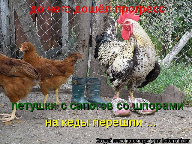 до чего дошёл прогресс петушки с сапогов со шпорами на кеды перешли ...... Котоматрица: до чего дошёл прогресс петушки с сапогов со шпорами на кеды перешли ...