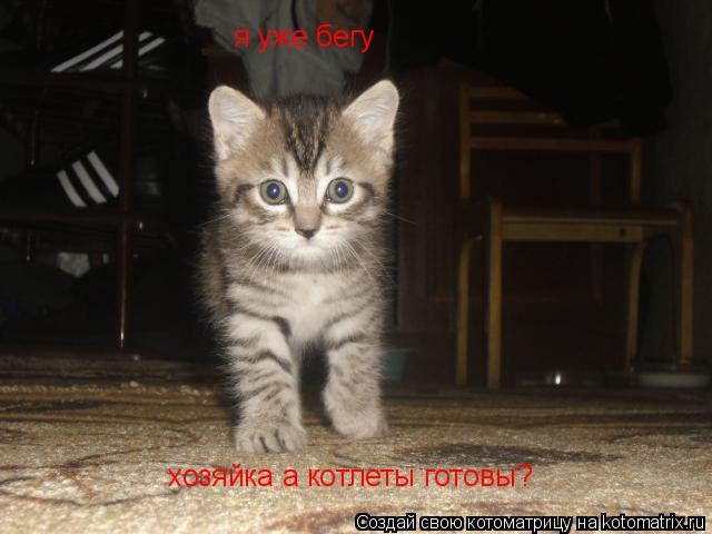 я уже бегу хозяйка а котлеты готовы?... Котоматрица: я уже бегу хозяйка а котлеты готовы?