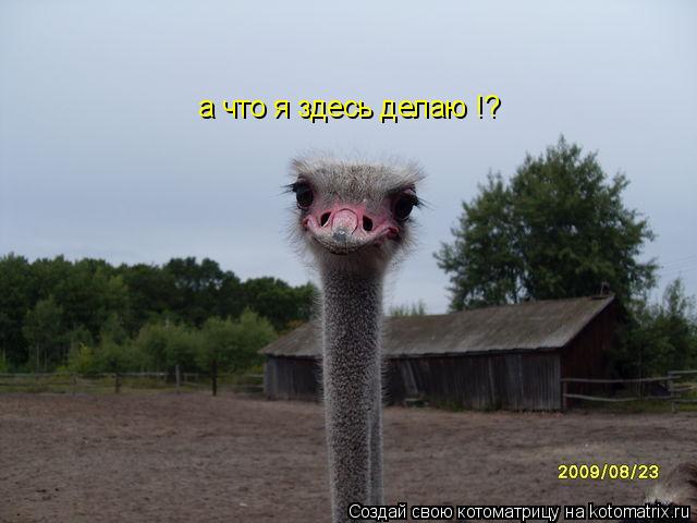 а что я здесь делаю !?... Котоматрица: а что я здесь делаю !?