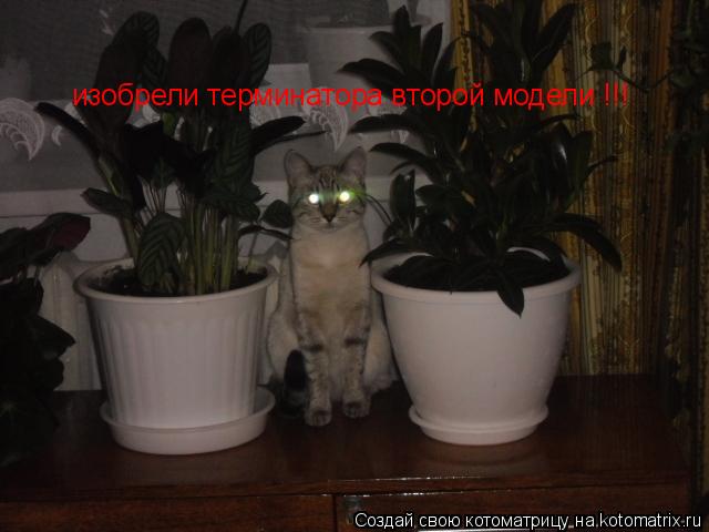 изобрели терминатора второй модели !!!... Котоматрица: изобрели терминатора второй модели !!!