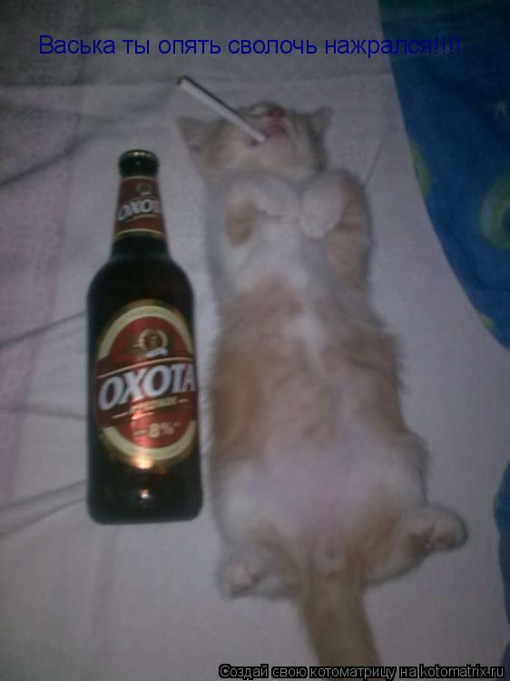 Васька ты опять сволочь нажрался!!!!... Котоматрица: Васька ты опять сволочь нажрался!!!!