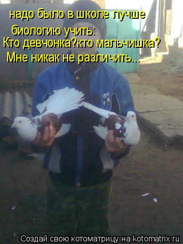 надо было в школе лучше биологию учить: Кто девчонка?кто мальчишка? Мне никак не различить...... Котоматрица: надо было в школе лучше биологию учить: Кто девчонка?кто мальчишка? Мне никак не различить...