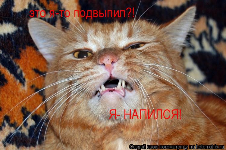 это я-то подвыпил?! Я- НАПИЛСЯ!... Котоматрица: это я-то подвыпил?! Я- НАПИЛСЯ!