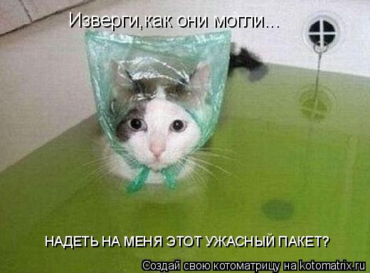 Изверги,как они могли... НАДЕТЬ НА МЕНЯ ЭТОТ УЖАСНЫЙ ПАКЕТ?... Котоматрица: Изверги,как они могли... НАДЕТЬ НА МЕНЯ ЭТОТ УЖАСНЫЙ ПАКЕТ?