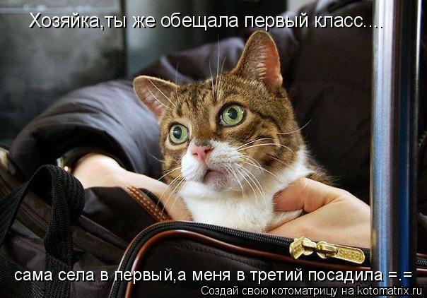 Хозяйка,ты же обещала первый класс.... сама села в первый,а меня в третий посадила =.=... Котоматрица: Хозяйка,ты же обещала первый класс.... сама села в первый,а меня в третий посадила =.=
