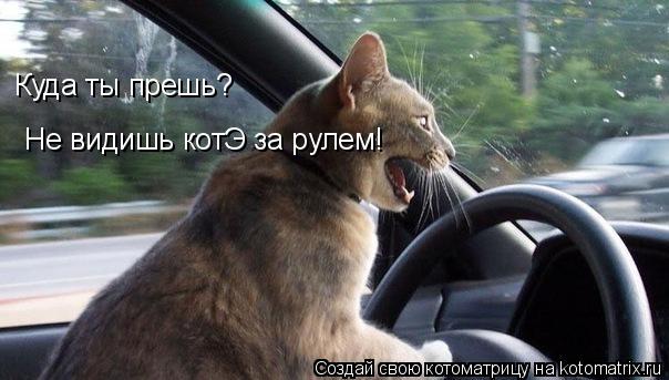 Куда ты прешь? Не видишь котЭ за рулем!... Котоматрица: Куда ты прешь? Не видишь котЭ за рулем!