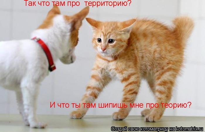 Котоматрица: Так что там про  территорию? И что ты там шипишь мне про теорию?