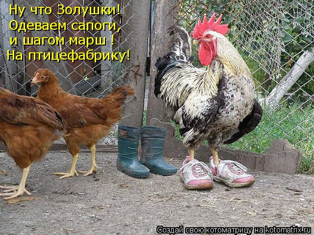 Ну что Золушки! Одеваем сапоги, и шагом марш ! На птицефабрику!... Котоматрица: Ну что Золушки! Одеваем сапоги, и шагом марш ! На птицефабрику!