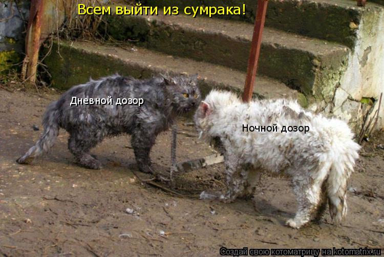 Всем выйти из сумрака! Дневной дозор Ночной дозор... Котоматрица: Всем выйти из сумрака! Дневной дозор Ночной дозор