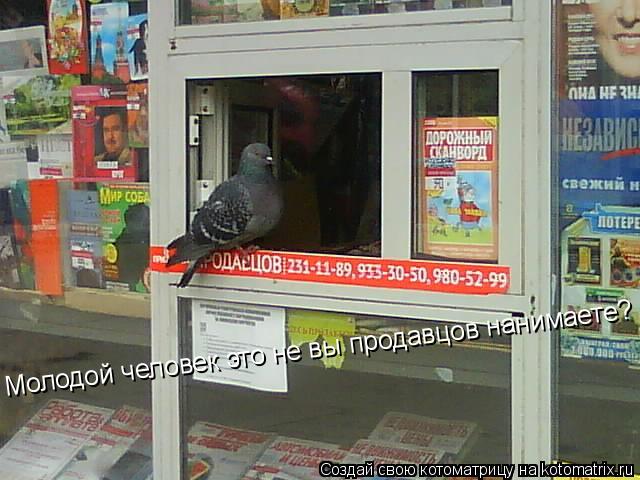 Молодой человек это не вы продавцов нанимаете?... Котоматрица: Молодой человек это не вы продавцов нанимаете?