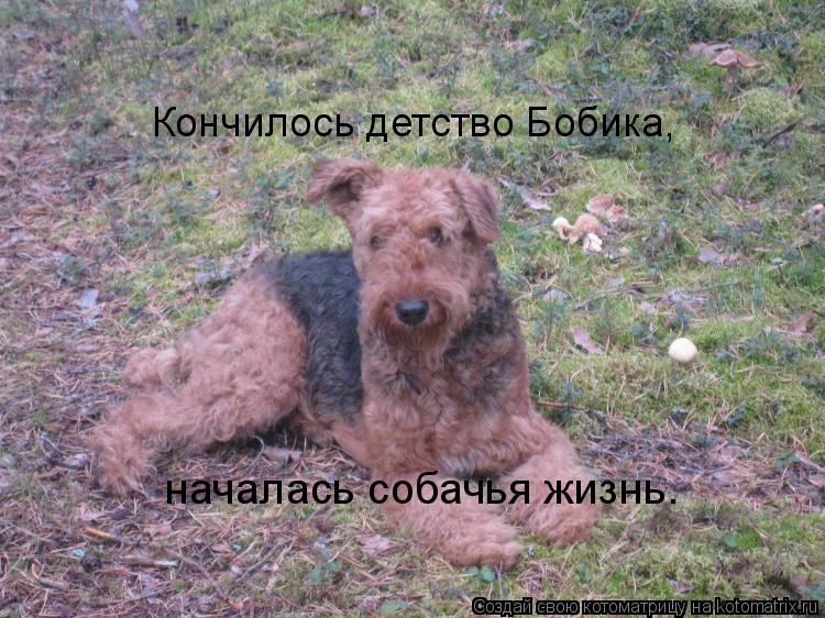 Кончилось детство Бобика, началась собачья жизнь.... Котоматрица: Кончилось детство Бобика, началась собачья жизнь.