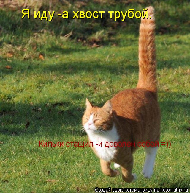 Я иду -а хвост трубой. Кильки стащил -и доволен собой =))... Котоматрица: Я иду -а хвост трубой. Кильки стащил -и доволен собой =))