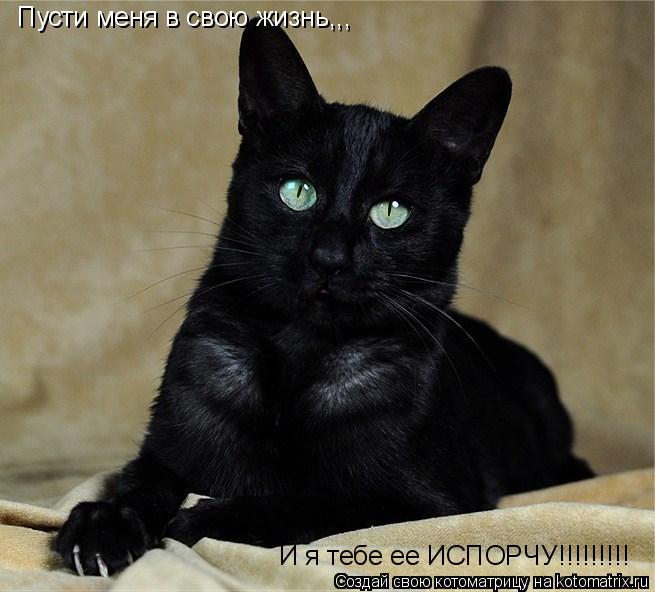 Пусти меня в свою жизнь,,, И я тебе ее ИСПОРЧУ!!!!!!!!!... Котоматрица: Пусти меня в свою жизнь,,, И я тебе ее ИСПОРЧУ!!!!!!!!!