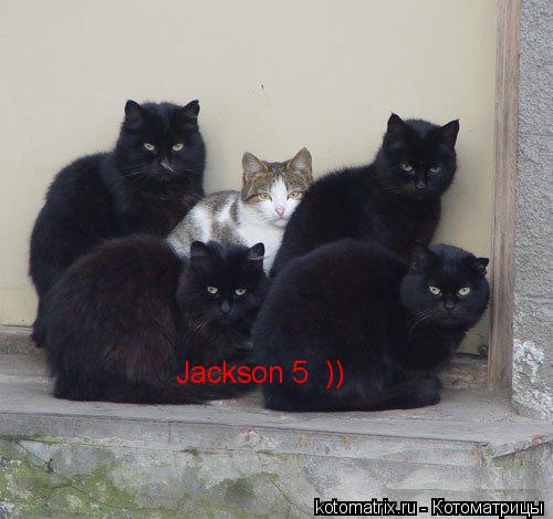 Jackson 5 ))... Котоматрица: Jackson 5 ))