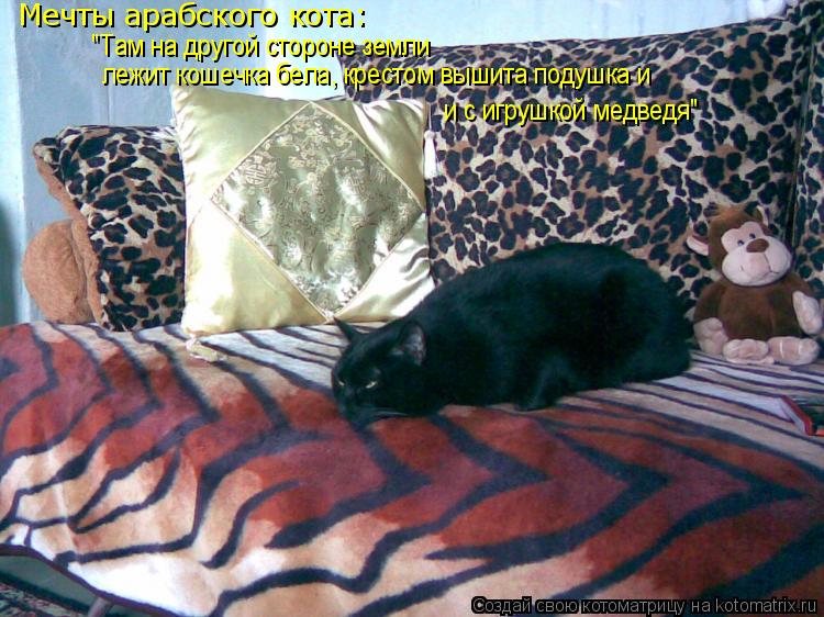 Котоматрица: Мечты арабского кота: "Там на другой стороне земли лежит кошечка бела, крестом вышита подушка и и с игрушкой медведя"