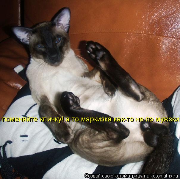 поменяйте кличку! а то маркизка как-то не по мужзки!... Котоматрица: поменяйте кличку! а то маркизка как-то не по мужзки!