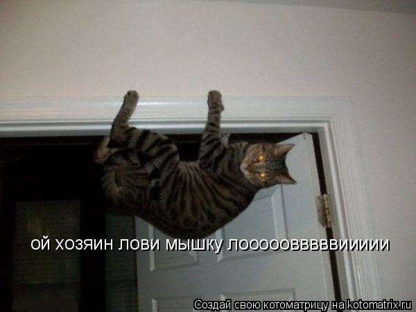 ой хозяин лови мышку лооооовввввиииии... Котоматрица: ой хозяин лови мышку лооооовввввиииии