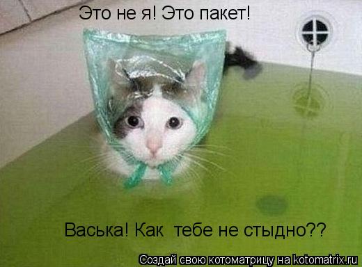 Васька! Как тебе не стыдно?? Это не я! Это пакет!... Котоматрица: Васька! Как тебе не стыдно?? Это не я! Это пакет!
