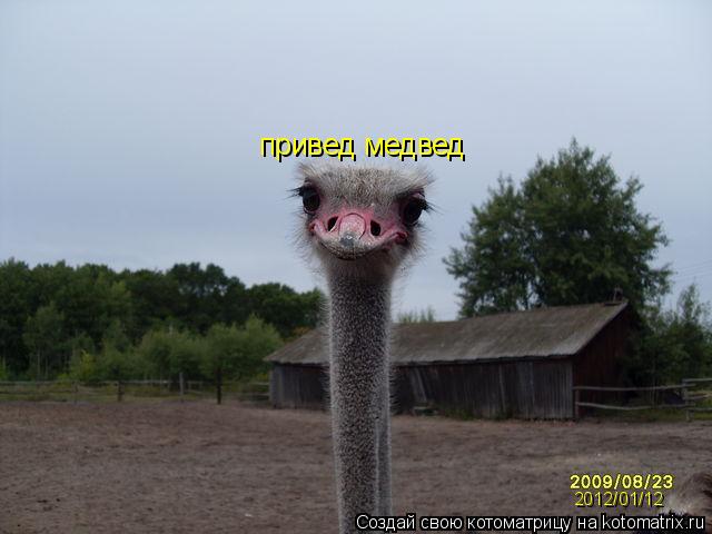 привед медвед 2012/01/12... Котоматрица: привед медвед 2012/01/12