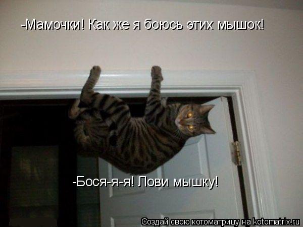 -Мамочки! Как же я боюсь этих мышок! -Бося-я-я! Лови мышку!... Котоматрица: -Мамочки! Как же я боюсь этих мышок! -Бося-я-я! Лови мышку!