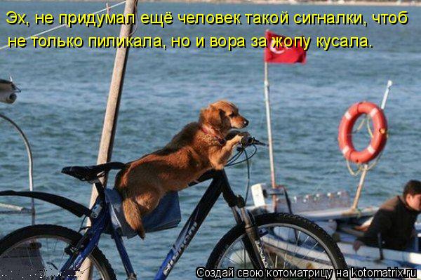 не только пиликала, но и вора за жопу кусала. Эх, не придумал ещё человек такой сигналки, чтоб... Котоматрица: не только пиликала, но и вора за жопу кусала. Эх, не придумал ещё человек такой сигналки, чтоб