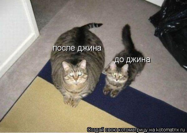 до джина после джина... Котоматрица: до джина после джина