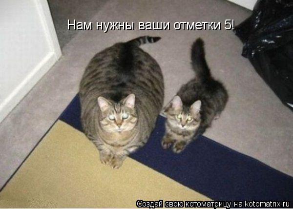 Нам нужны ваши отметки 5!... Котоматрица: Нам нужны ваши отметки 5!