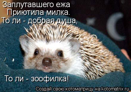 Заплутавшего ежа Приютила милка. То ли - добрая душа, То ли - зоофилка!... Котоматрица: Заплутавшего ежа Приютила милка. То ли - добрая душа, То ли - зоофилка!