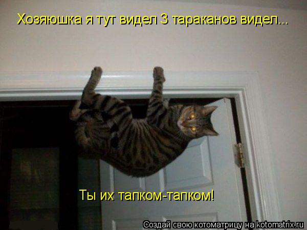 Ты их тапком-тапком! Хозяюшка я тут видел 3 тараканов видел...... Котоматрица: Ты их тапком-тапком! Хозяюшка я тут видел 3 тараканов видел...