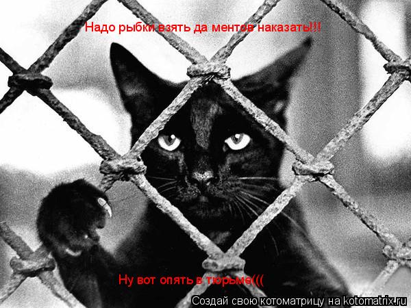 Ну вот опять в тюрьме((( Надо рыбки взять да ментов наказать!!!... Котоматрица: Ну вот опять в тюрьме((( Надо рыбки взять да ментов наказать!!!