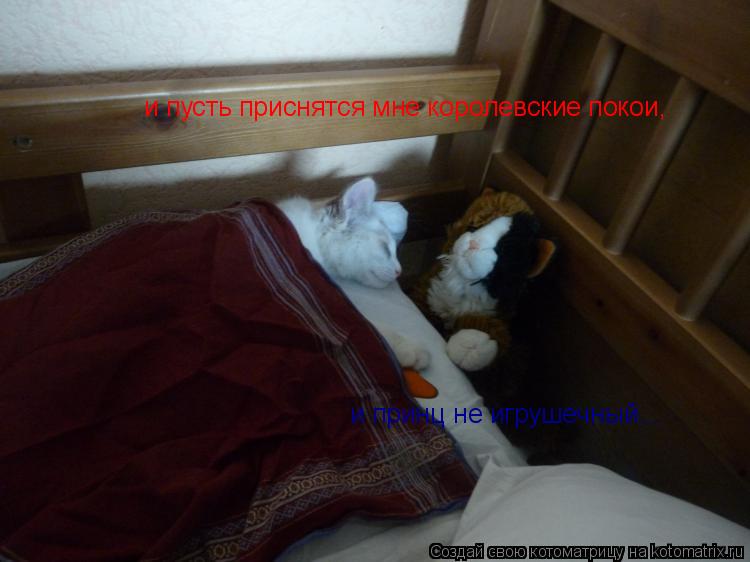 и пусть приснятся мне королевские покои, и принц не игрушечный...... Котоматрица: и пусть приснятся мне королевские покои, и принц не игрушечный...
