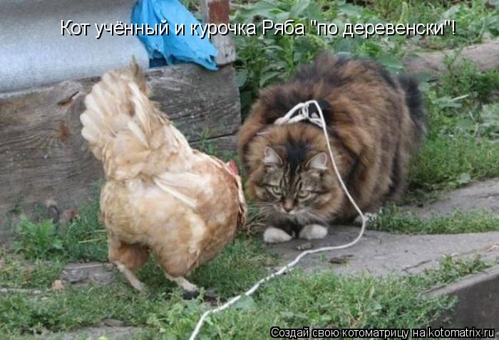 Кот учённый и курочка Ряба "по деревенски"!... Котоматрица: Кот учённый и курочка Ряба "по деревенски"!