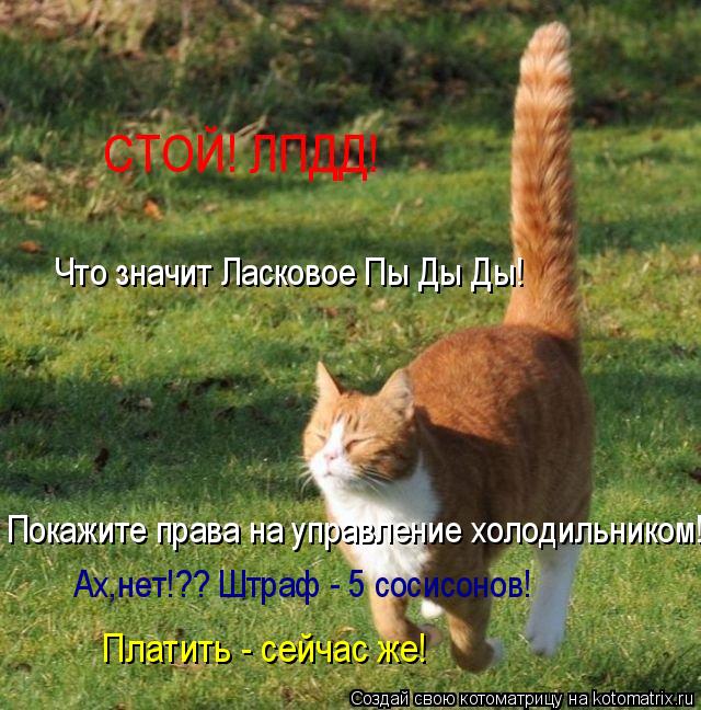 Что значит Ласковое Пы Ды Ды! Покажите права на управление холодильником! Ах,нет!?? Штраф - 5 сосисон... Котоматрица: Что значит Ласковое Пы Ды Ды! Покажите права на управление холодильником! Ах,нет!?? Штраф - 5 сосисонов! СТОЙ! ЛПДД! Платить - сейчас же!