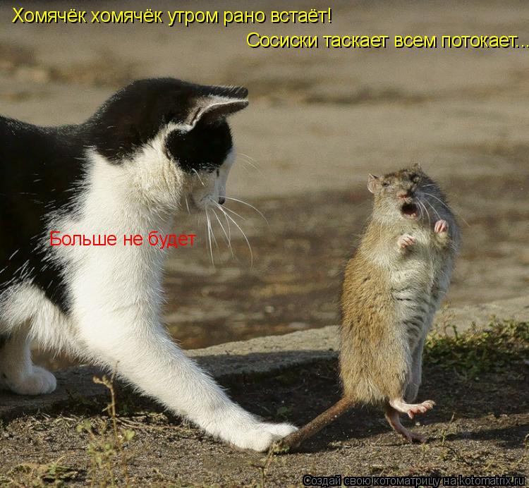 Хомячёк хомячёк утром рано встаёт! Сосиски таскает всем потокает... Больше не будет... Котоматрица: Хомячёк хомячёк утром рано встаёт! Сосиски таскает всем потокает... Больше не будет