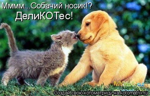 Мммм...Собачий носик!? ДелиКОТес!... Котоматрица: Мммм...Собачий носик!? ДелиКОТес!