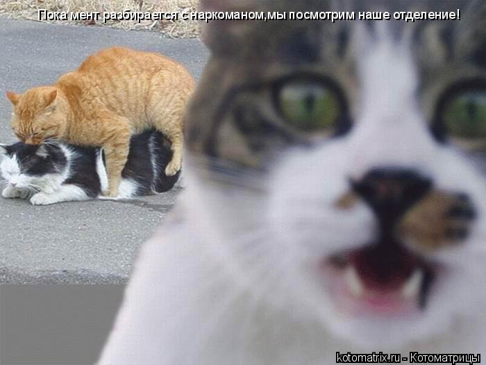 Пока мент разбирается с наркоманом,мы посмотрим наше отделение!... Котоматрица: Пока мент разбирается с наркоманом,мы посмотрим наше отделение!