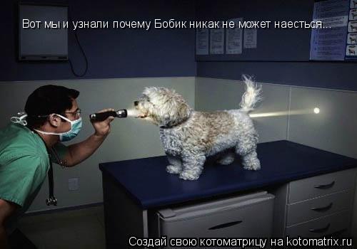 Вот мы и узнали почему Бобик никак не может наесться...... Котоматрица: Вот мы и узнали почему Бобик никак не может наесться...