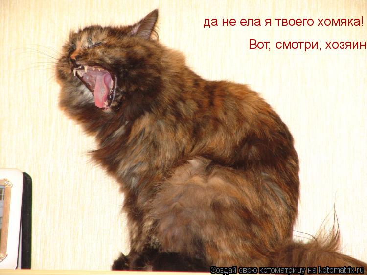 да не ела я твоего хомяка! Вот, смотри, хозяин!... Котоматрица: да не ела я твоего хомяка! Вот, смотри, хозяин!